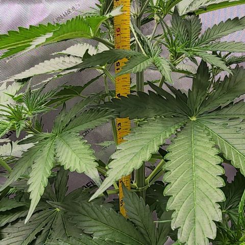  Do-Si-Dos #1 growlog timeline photo