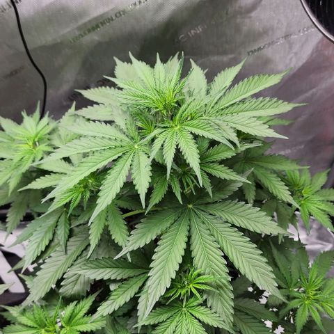  Do-Si-Dos #1 growlog timeline photo
