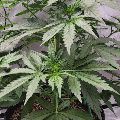  Do-Si-Dos #1 growlog timeline photo