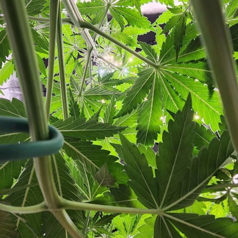  Do-Si-Dos #1 growlog timeline photo