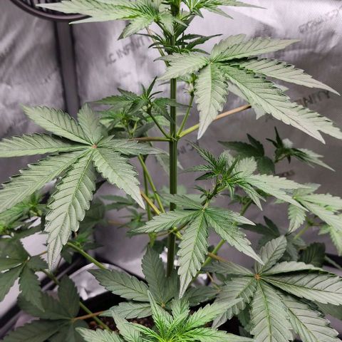 Do-Si-Dos #2 growlog timeline photo
