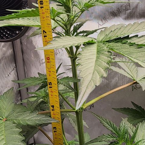 Do-Si-Dos #2 growlog timeline photo