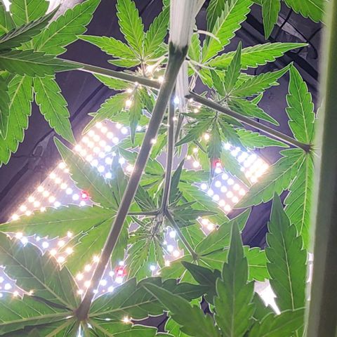 Do-Si-Dos #2 growlog timeline photo