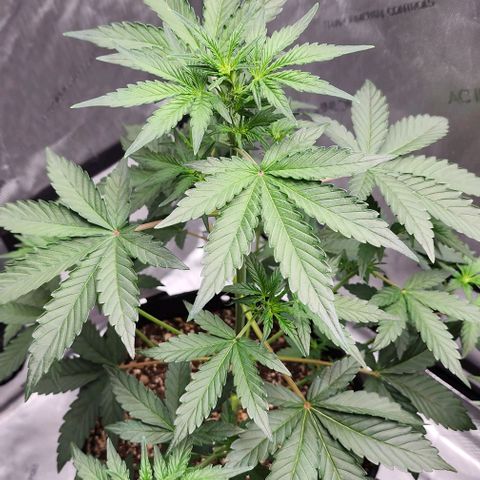 Do-Si-Dos #2 growlog timeline photo