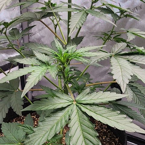 Do-Si-Dos #2 growlog timeline photo