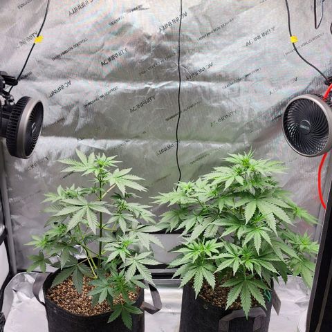 Do-Si-Dos #1 growlog timeline photo