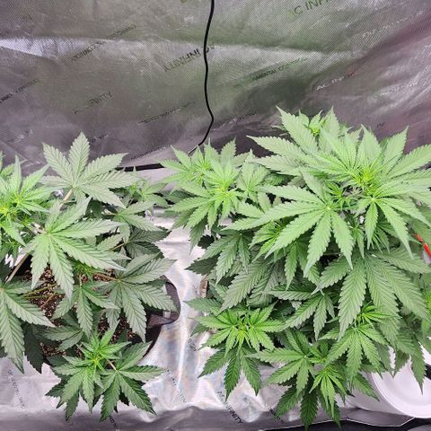  Do-Si-Dos #1 growlog timeline photo