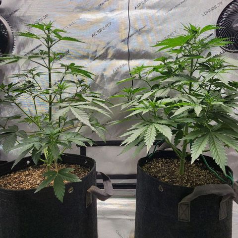  Do-Si-Dos #1 growlog timeline photo