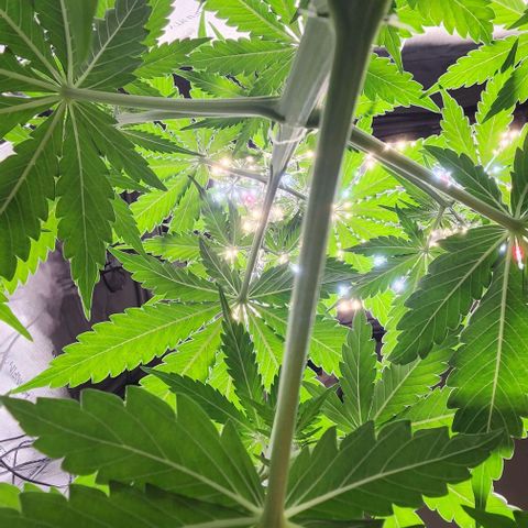  Do-Si-Dos #1 growlog timeline photo