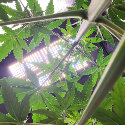 Do-Si-Dos #2 growlog timeline photo