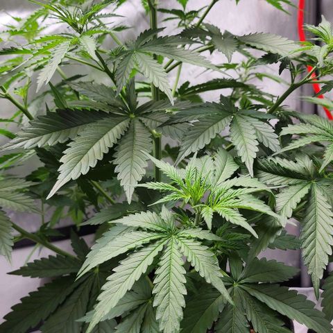  Do-Si-Dos #1 growlog timeline photo