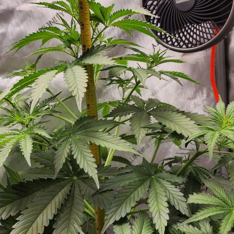  Do-Si-Dos #1 growlog timeline photo