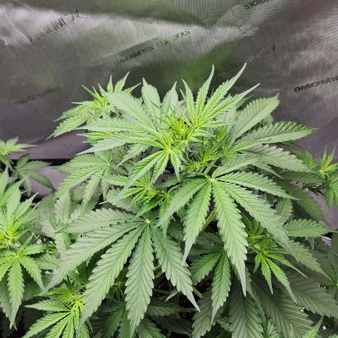  Do-Si-Dos #1 growlog timeline photo