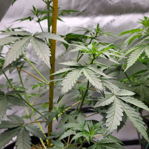 Do-Si-Dos #2 growlog timeline photo