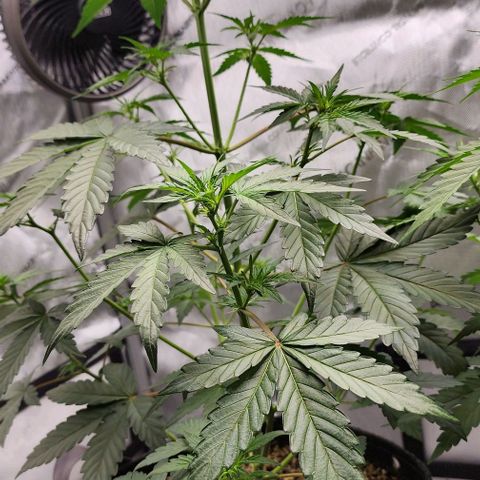 Do-Si-Dos #2 growlog timeline photo