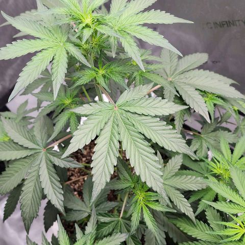 Do-Si-Dos #2 growlog timeline photo