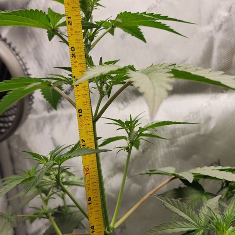 Do-Si-Dos #2 growlog timeline photo