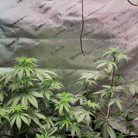  Do-Si-Dos #1 growlog timeline photo