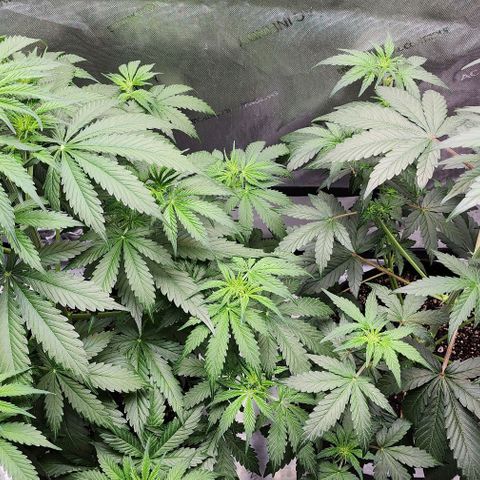  Do-Si-Dos #1 growlog timeline photo
