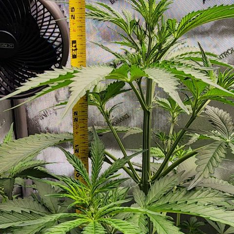  Do-Si-Dos #1 growlog timeline photo