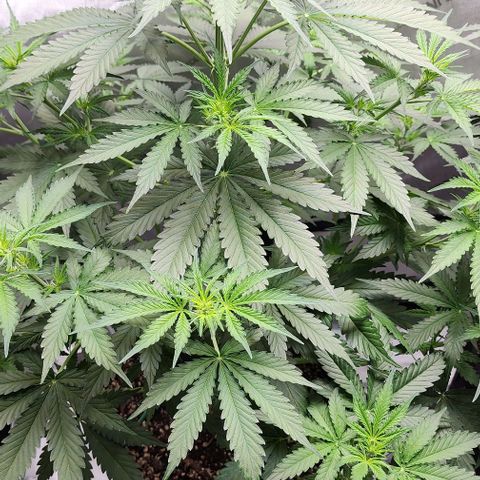  Do-Si-Dos #1 growlog timeline photo