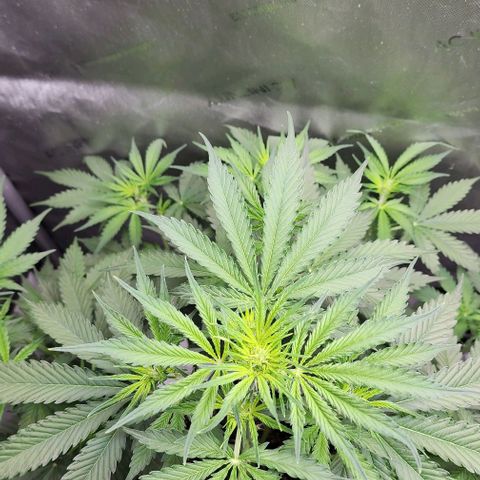  Do-Si-Dos #1 growlog timeline photo