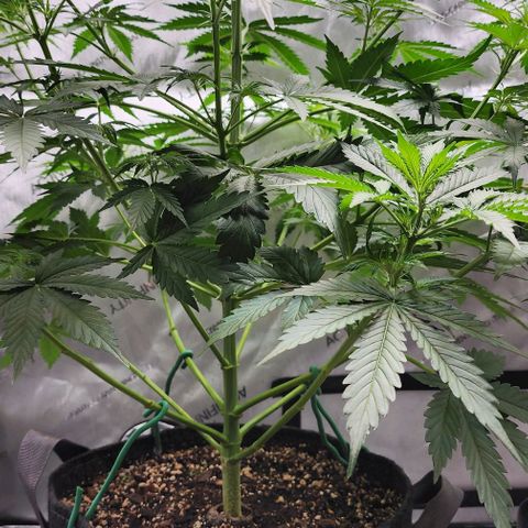  Do-Si-Dos #1 growlog timeline photo