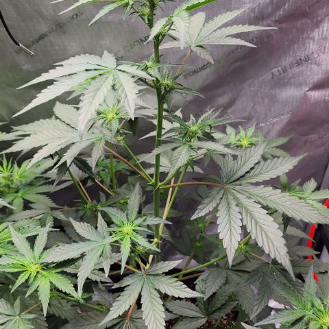 Do-Si-Dos #2 growlog timeline photo