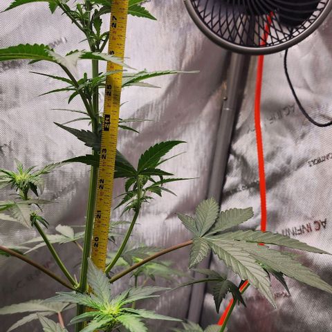 Do-Si-Dos #2 growlog timeline photo