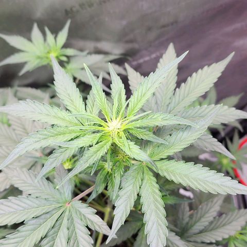 Do-Si-Dos #2 growlog timeline photo