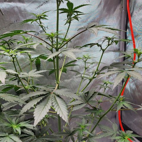 Do-Si-Dos #2 growlog timeline photo