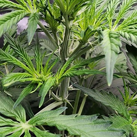  Do-Si-Dos #1 growlog timeline photo