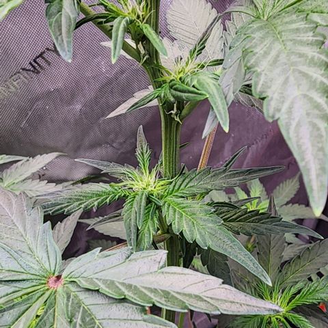 Do-Si-Dos #2 growlog timeline photo