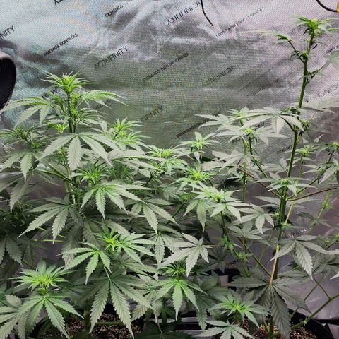  Do-Si-Dos #1 growlog timeline photo