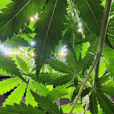  Do-Si-Dos #1 growlog timeline photo