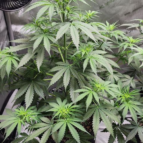  Do-Si-Dos #1 growlog timeline photo