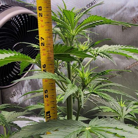  Do-Si-Dos #1 growlog timeline photo