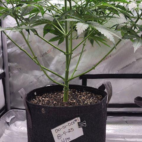  Do-Si-Dos #1 growlog timeline photo