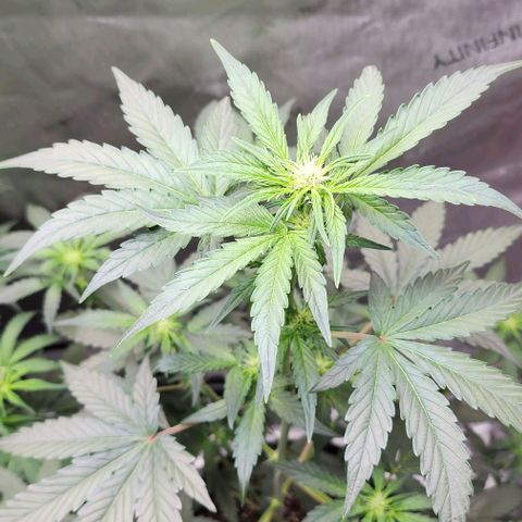 Do-Si-Dos #2 growlog timeline photo