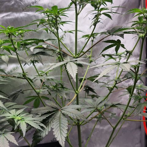 Do-Si-Dos #2 growlog timeline photo