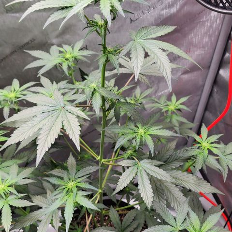 Do-Si-Dos #2 growlog timeline photo