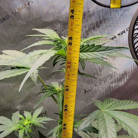 Do-Si-Dos #2 growlog timeline photo