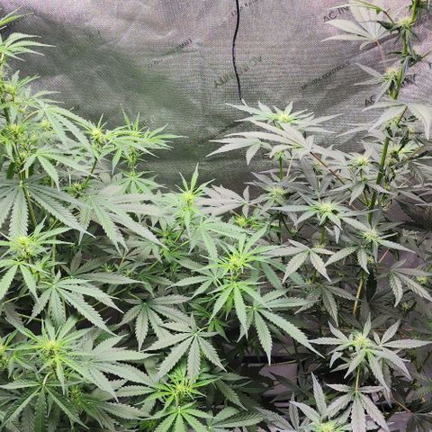 Do-Si-Dos #1 growlog timeline photo