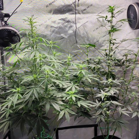  Do-Si-Dos #1 growlog timeline photo