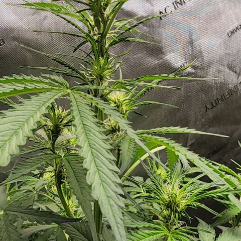  Do-Si-Dos #1 growlog timeline photo