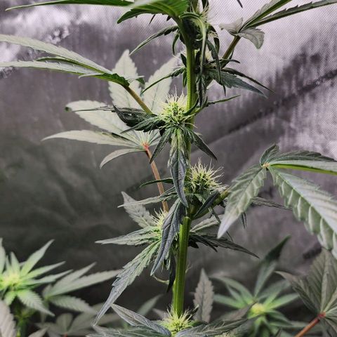 Do-Si-Dos #2 growlog timeline photo