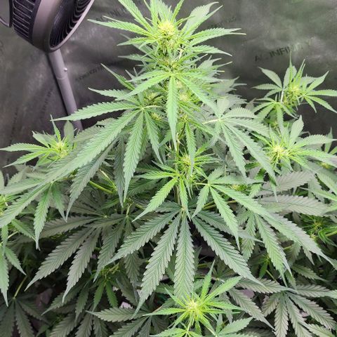  Do-Si-Dos #1 growlog photo: This one still not full into flower but she is trying!
