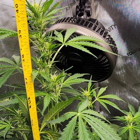 Do-Si-Dos #1 growlog photo: This one still not full into flower but she is trying!