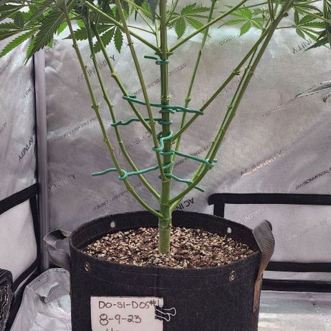  Do-Si-Dos #1 growlog photo: This one still not full into flower but she is trying!