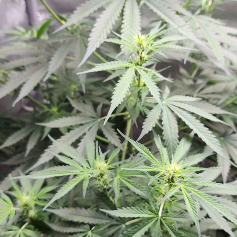  Do-Si-Dos #1 growlog photo: This one still not full into flower but she is trying!